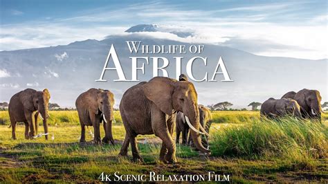 african videos .